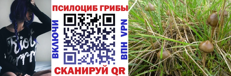 Псилоцибиновые грибы Psilocybine cubensis  как найти наркотики  Гудермес 